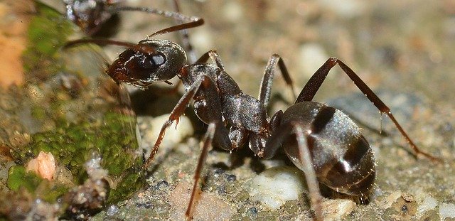 mravenec v přírodě